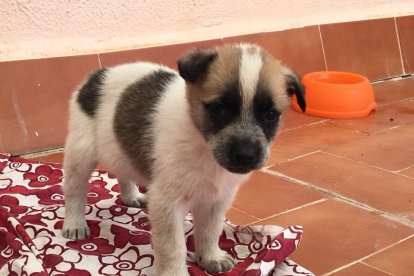 Busquen adoptants per un grup de cadells que van abandonar al carrer a Calafell