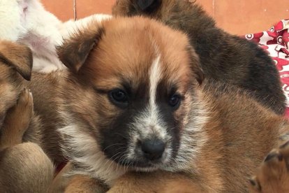 Busquen adoptants per un grup de cadells que van abandonar al carrer a Calafell