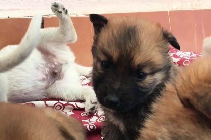 Busquen adoptants per un grup de cadells que van abandonar al carrer a Calafell