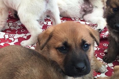 Busquen adoptants per un grup de cadells que van abandonar al carrer a Calafell