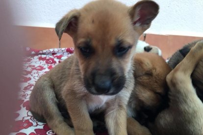 Busquen adoptants per un grup de cadells que van abandonar al carrer a Calafell