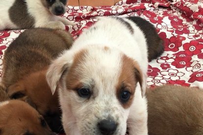 Busquen adoptants per un grup de cadells que van abandonar al carrer a Calafell