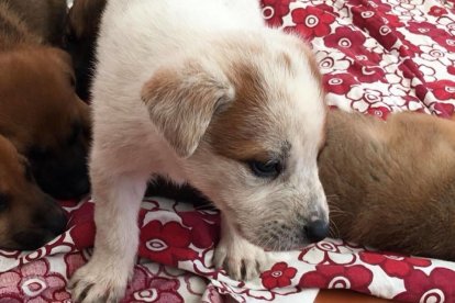 Busquen adoptants per un grup de cadells que van abandonar al carrer a Calafell