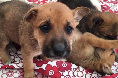 Busquen adoptants per un grup de cadells que van abandonar al carrer a Calafell