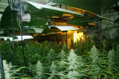 Detienen a un padre y un hijo por tener una plantación de marihuana en el Catllar