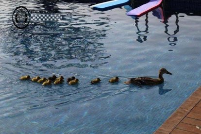 Salven un ànec i les seves cries d'una piscina a Cambrils