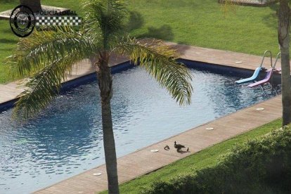 Salven un ànec i les seves cries d'una piscina a Cambrils