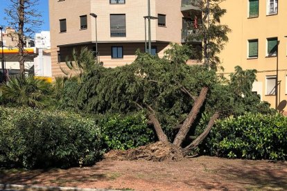 El fuerte viento tumba árboles en el Camp de Tarragona y restringe el tráfico de camiones y caravanas en la A-7 y la N-340