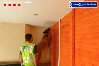 Detenen quatre persones a Reus per tràfic de drogues