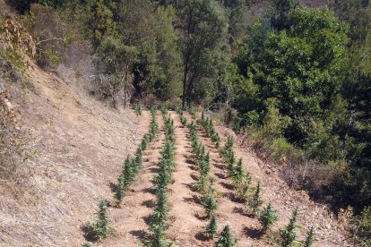 Els Mossos desmantellen una plantació de marihuana a Capafons
