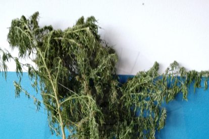 Intervenen 25 plantes de marihuana en un xalet al Vendrell