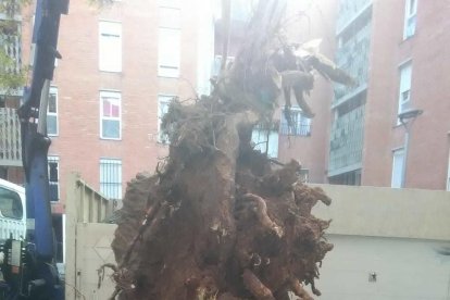 Cae un árbol de grandes dimensiones en Mas Pellicer