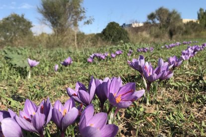 La tossuderia és de color safrà