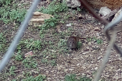 Imagen de una rata en el solar que está situado delante del CAp Jaume I.
