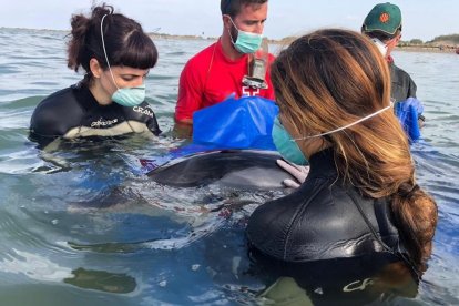 delfín atascado en la playa de Riumar en Deltebre