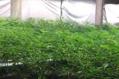 Desarticulada una organización criminal dedicada a la producción de marihuana en Cataluña