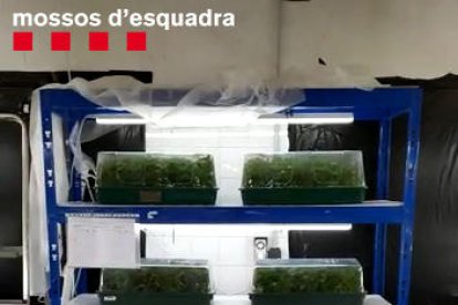 marihuna, baix penedès, maresme, mossos d'esquadra