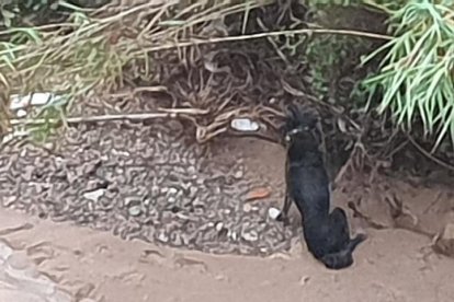 Els bombers rescaten un gos ferit al barranc de la Mare de Déu del Camí de Cambrils