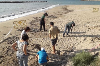 Técnicos y voluntarios trabajan para encontrar el nido de tortuga alelada en la playa de l'Ardiaca