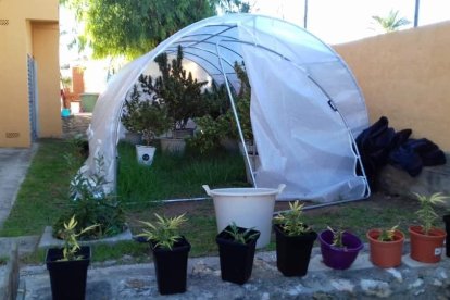 Detenidas dos personas en una operación contra el cultivo de marihuana en Calafell