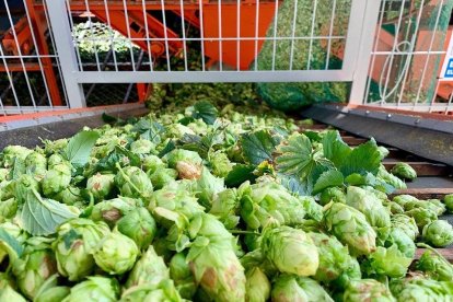 Finalitza la collita de llúpol de Prades per elaborar la cervesa Complot