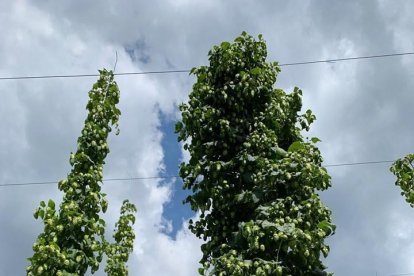 Finalitza la collita de llúpol de Prades per elaborar la cervesa Complot