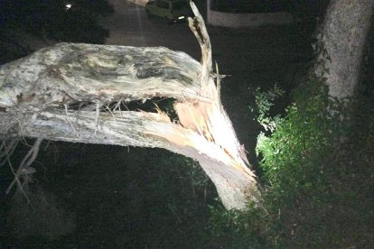 Un pino cae sobre la valla de una casa del Vendrell a causa del viento