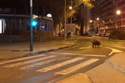 Localizan un jabalí en el núcleo urbano de Reus y la policía local lo 'escolta' fuera de la ciudad