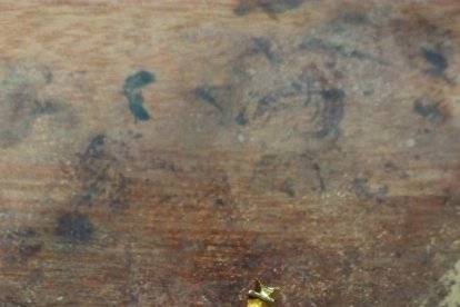 Detinguda per robar joies a una àvia que havia cuidat a Sant Jaume d'Enveja