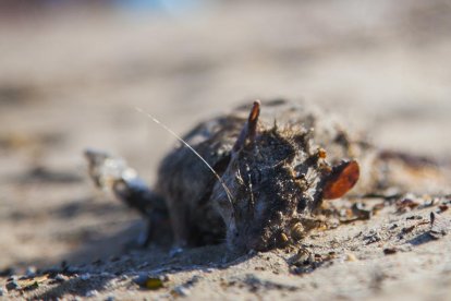 En el Miracle, las ratas muertas aparecieron junto con las bolitas de plástico.