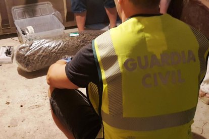 Detenen un matrimoni per cultivar més de 500 plantes de marihuana a Tivissa