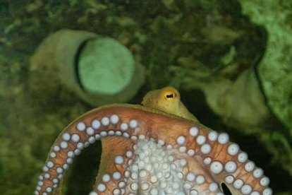 Así sueñan los pulpos