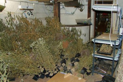 Detienen a cinco personas que se encargaban de una plantación interior de marihuana a Santa Oliva