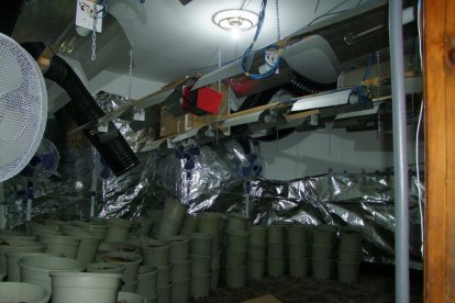 Detienen a cinco personas que se encargaban de una plantación interior de marihuana a Santa Oliva