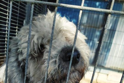 Intenta dejar el perro a la protectora de Tarragona, que está saturada, y acaba abandonándolo ligado a un contenedor