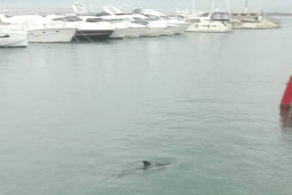 Troben un dofí atrapat al port de Salou