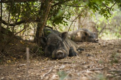 La ciutat de Tarragona normalitza en pocs anys les colònies d'animals
