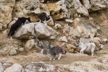La ciutat de Tarragona normalitza en pocs anys les colònies d'animals