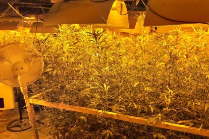 Plantación interior de marihuana, indoor