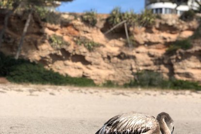 Recullen una cria de flamenc a la platja Cristall de Miami Platja