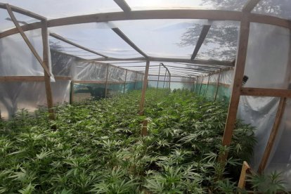 Dos detenidos por cultivar unas 1.800 plantas de marihuana en la Bisbal