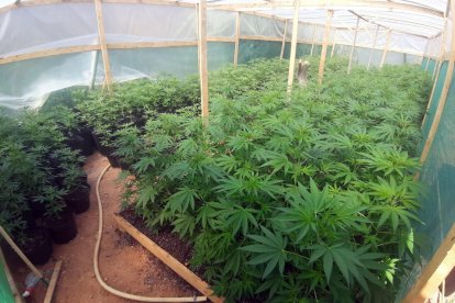 Dos detenidos por cultivar unas 1.800 plantas de marihuana en la Bisbal