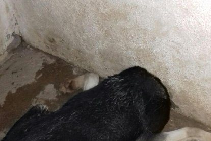 Rescaten un gos amb el cap atrapat en un forat a l'Aldea