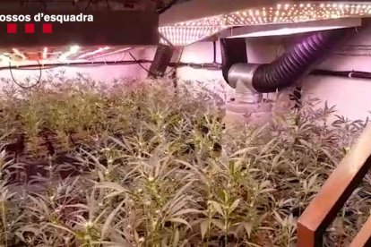 Desarticulat un clan que es dedicava a produir marihuana a gran escala