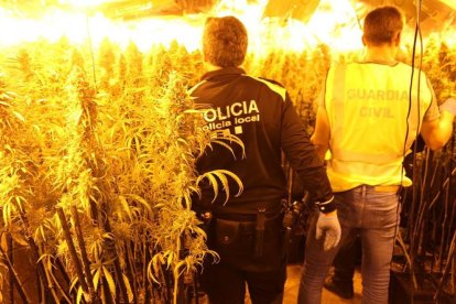 Detenido un matrimonio en el Vendrell por cultivar marihuana en una casa vecina que estaba tapiada
