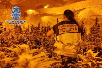 Desmantellen una organització a Tarragona que enviava marihuana a Polònia amagada en furgonetes
