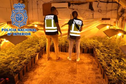 Cinco detenidos en Tarragona para proveer de marihuana a distribuidors del resto del Estado