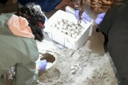 La tortuga babaua deixa 141 ous a la platja de la Pineda