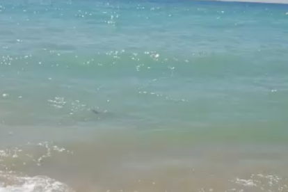 Aparecen dos tintoreras a la playa de Roda de Berà