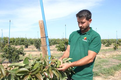 Un molino del Morell se especializa en el aceite de aguacate y hace la primera plantación comercial de Cataluña